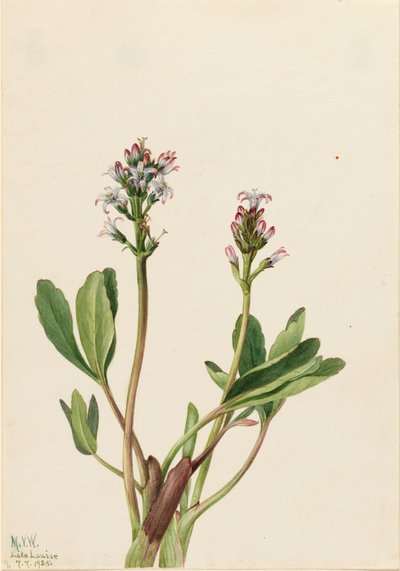 Bogbean Menyanthes trifoliata, 1925. by Mary Vaux Walcott