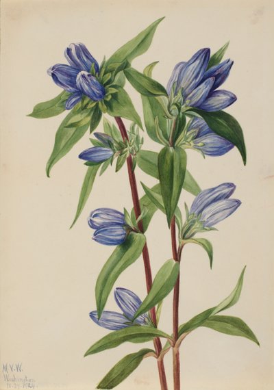 Şişe Gentian (Gentiana saponaria) by Mary Vaux Walcott