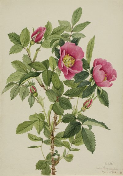  by Mary Vaux Walcott