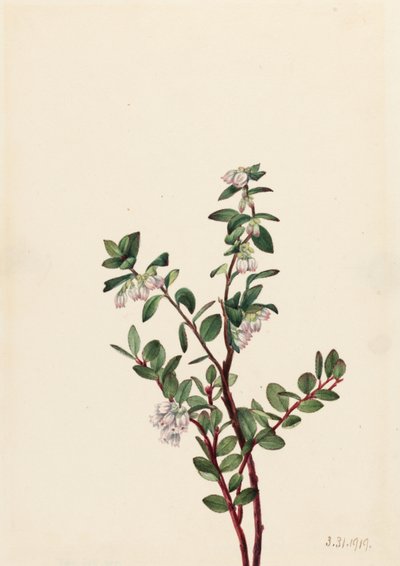  by Mary Vaux Walcott