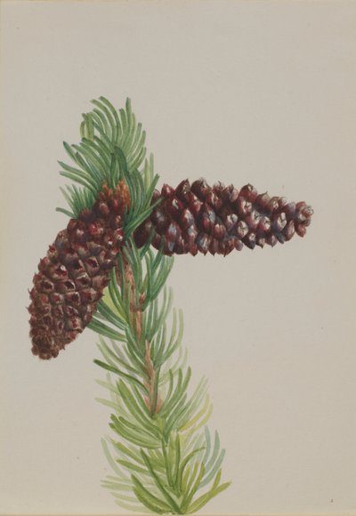  by Mary Vaux Walcott