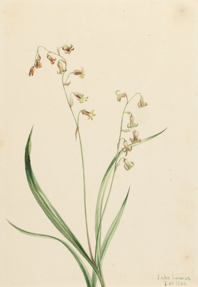 Bronzebells Stenantium occidentale, 1906. by Mary Vaux Walcott