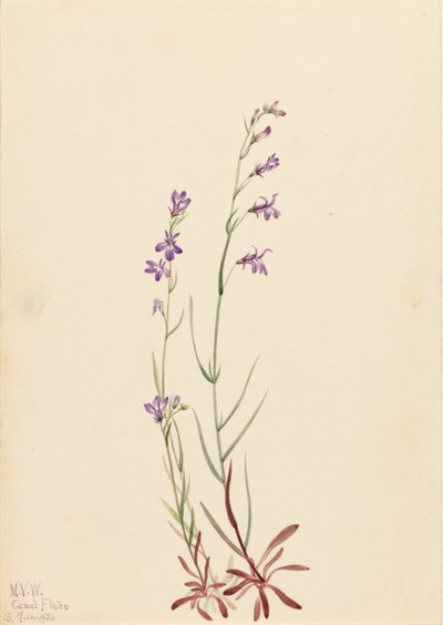  by Mary Vaux Walcott