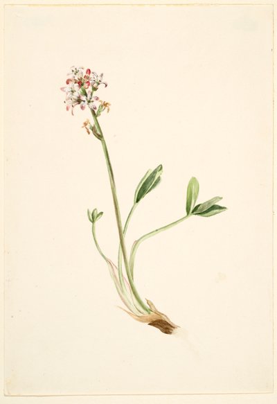  by Mary Vaux Walcott