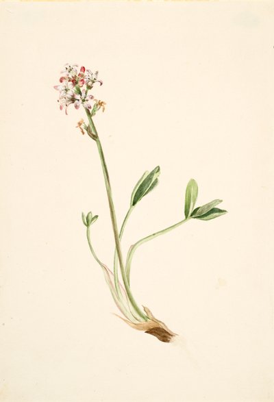 Buckbean Menyanthes trifoliata, yaklaşık. 1900-1920. by Mary Vaux Walcott