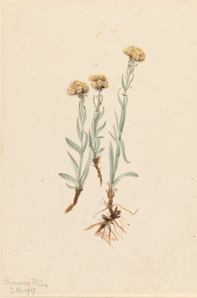 Buff Pussytoes Antennaria luzuloides, 1917. by Mary Vaux Walcott