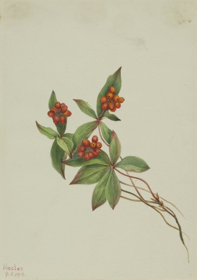  by Mary Vaux Walcott