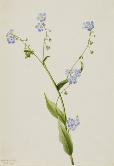 Bur-unut beni Lappula diffusa, 1903 by Mary Vaux Walcott