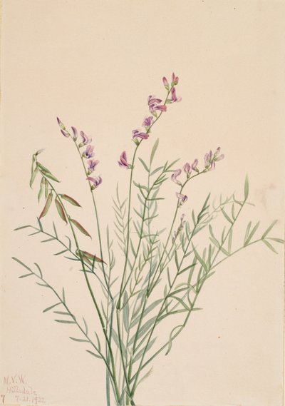 Burgess Milkvetch Astragalus bourgovii, 1922. by Mary Vaux Walcott