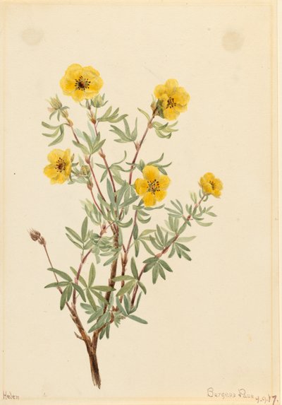 Bush Cinquefoil Potentilla fruticosa, 1917. by Mary Vaux Walcott