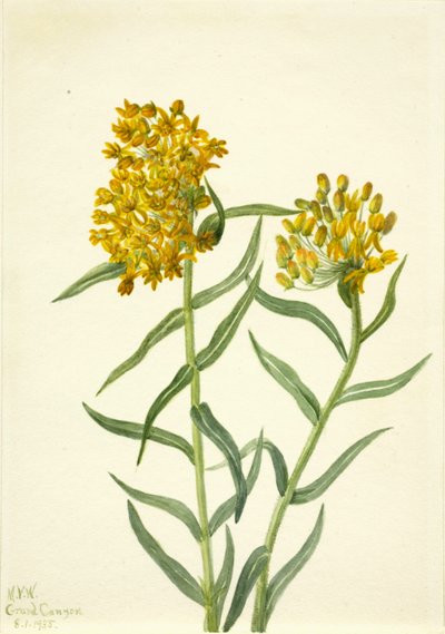  by Mary Vaux Walcott
