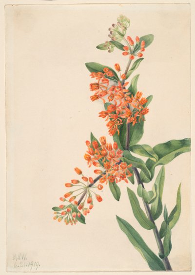  by Mary Vaux Walcott