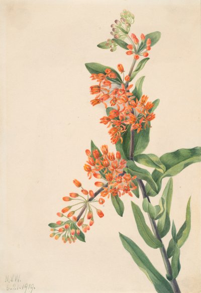 Kelebek Otu Asklepias tuberosa, 1919. by Mary Vaux Walcott