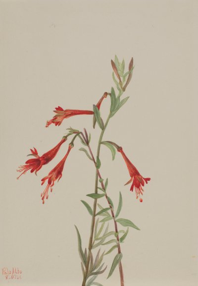 California Fuschia Zauschneria californica, 1936. by Mary Vaux Walcott