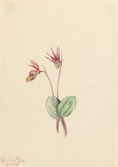 Calypso Cytherea bulbosa, 1916. by Mary Vaux Walcott