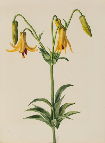  by Mary Vaux Walcott