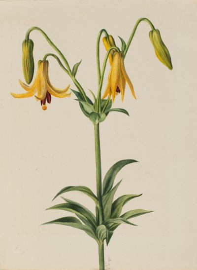 Kanada Zambak canadense, 1878 by Mary Vaux Walcott