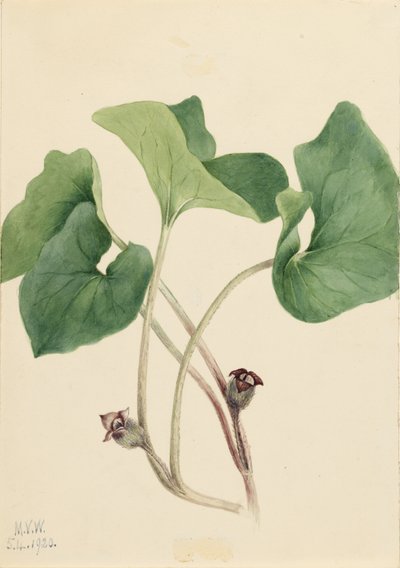  by Mary Vaux Walcott