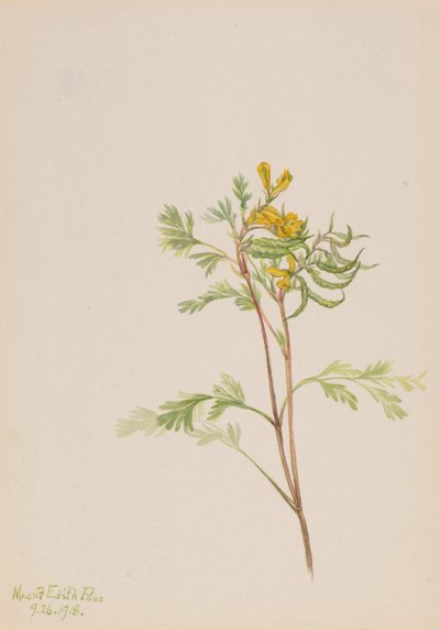 Capnoides aureum, 1918. by Mary Vaux Walcott