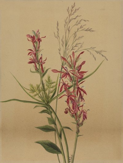  by Mary Vaux Walcott