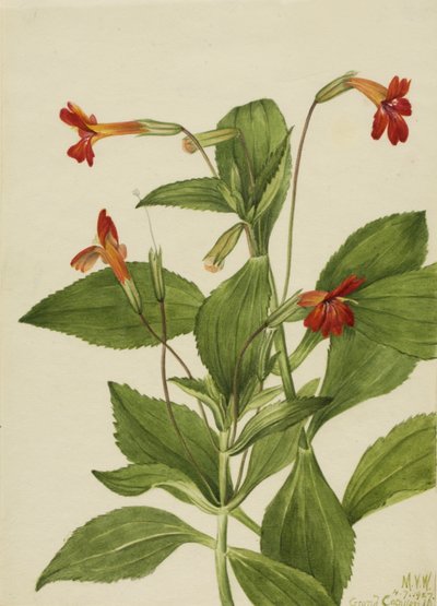  by Mary Vaux Walcott