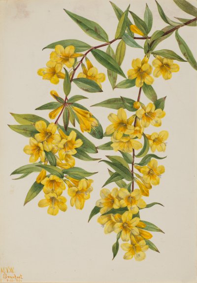  by Mary Vaux Walcott