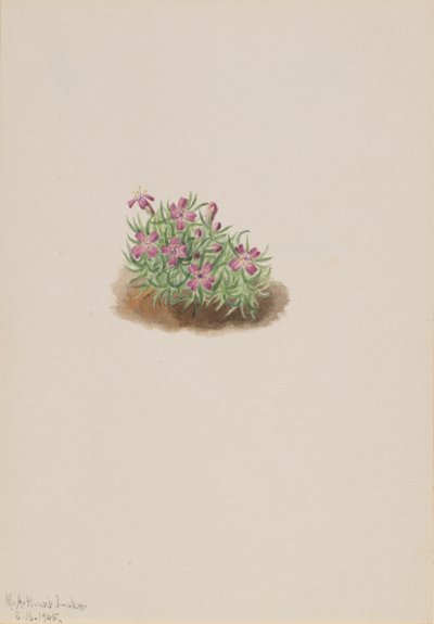 Halı Pembe Silene acaulis, 1905. by Mary Vaux Walcott