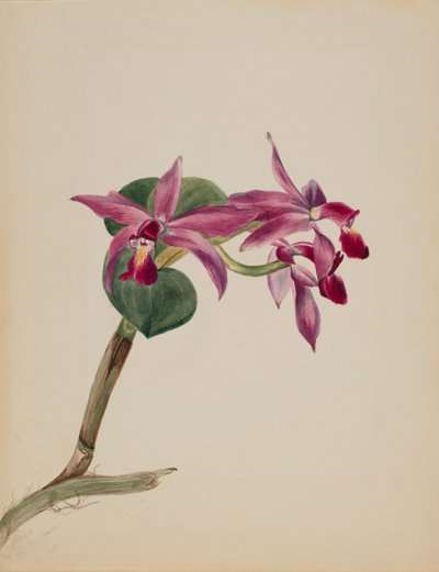  by Mary Vaux Walcott