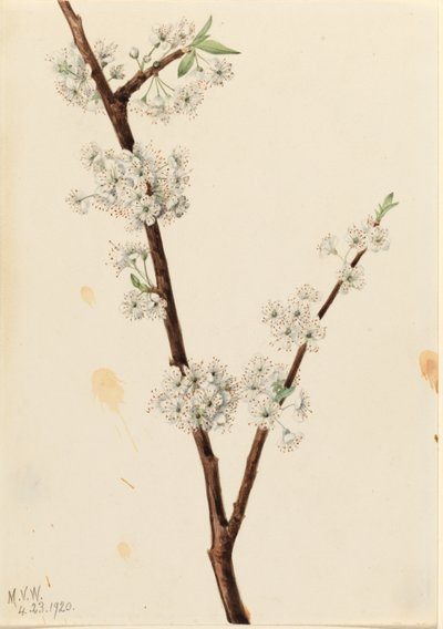  by Mary Vaux Walcott