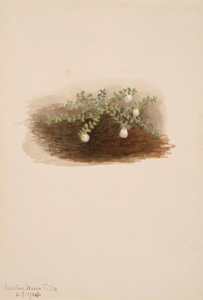 Chiogenes hispidula, 1904. by Mary Vaux Walcott