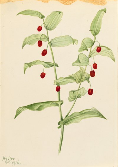  by Mary Vaux Walcott
