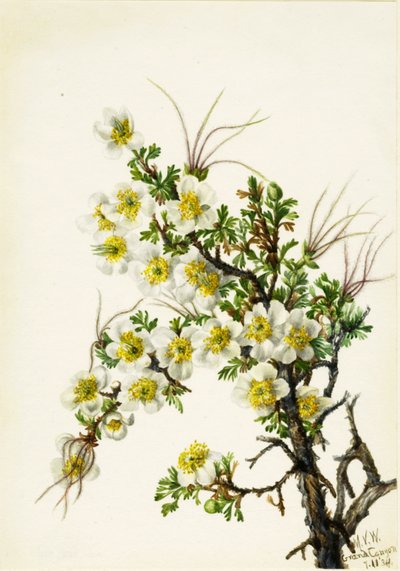 Cliffrose Cowania stansburiana, 1934. by Mary Vaux Walcott