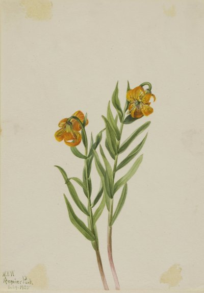  by Mary Vaux Walcott