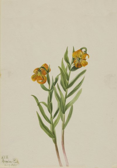 Columbia Lily Lilium columbianum, 1925 by Mary Vaux Walcott