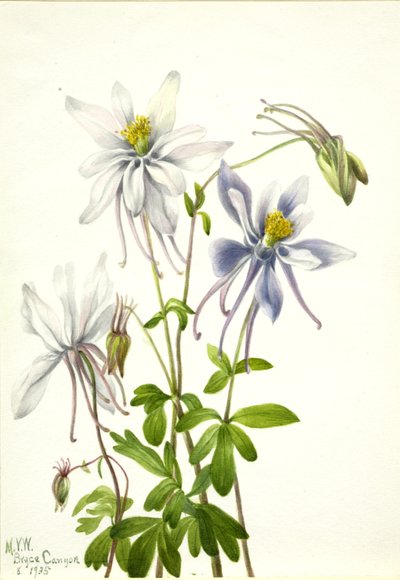  by Mary Vaux Walcott