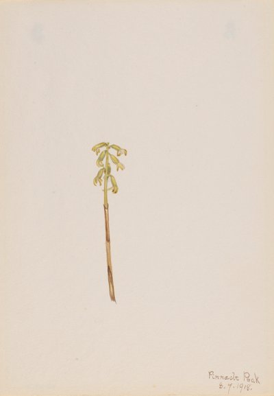  by Mary Vaux Walcott