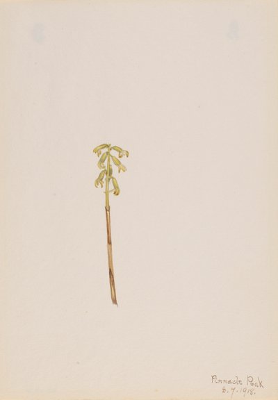 Corathorhiza corallorhiza, 1918. by Mary Vaux Walcott
