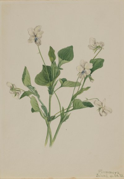  by Mary Vaux Walcott