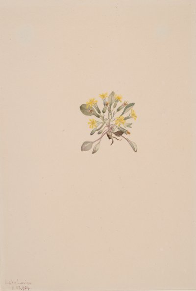 Krep Elegans, 1904 by Mary Vaux Walcott