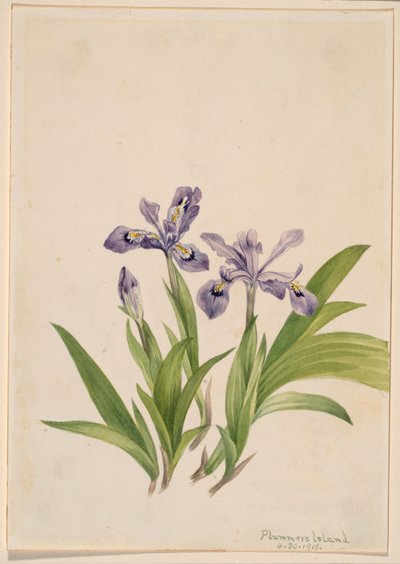 Tepeli İris (Iris cristata) by Mary Vaux Walcott