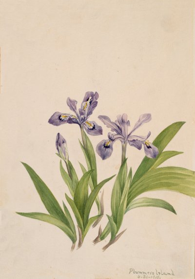 Tepeli İris İris cristata, 1918. by Mary Vaux Walcott