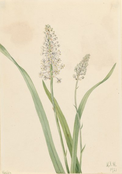 Crowpoison Chrosperma muscaetoxicum, 1921. by Mary Vaux Walcott