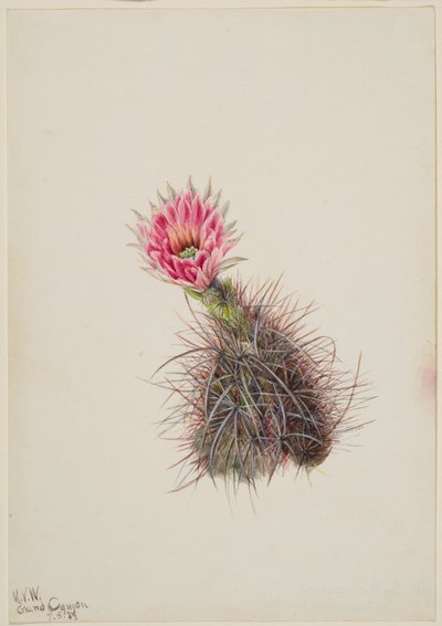 Salatalık Kaktüsü, 1939. by Mary Vaux Walcott