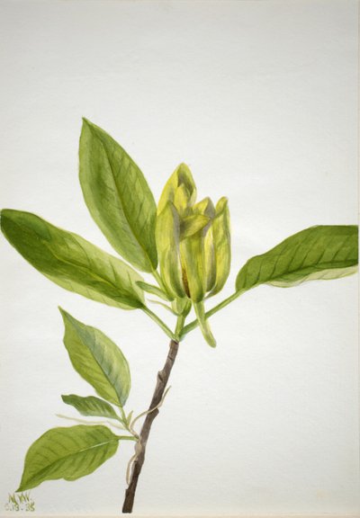  by Mary Vaux Walcott