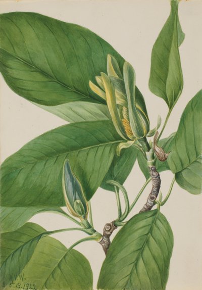 Salatalık Ağacı (Magnolia acuminata) by Mary Vaux Walcott