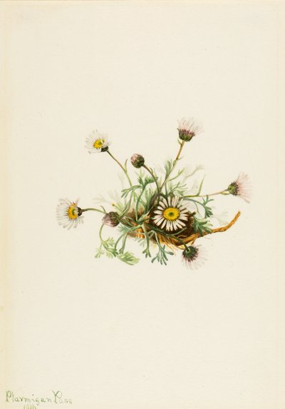  by Mary Vaux Walcott
