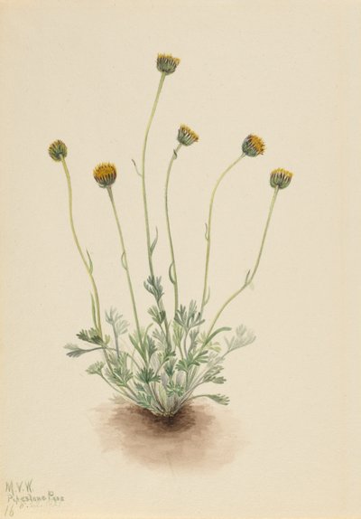 Kesik Yapraklı Pire Otu (Erigeron compositus nudus) by Mary Vaux Walcott