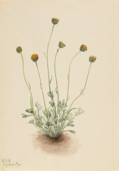 Kesilmiş Yaprak Fleabane Erigeron çıplak, 1921 by Mary Vaux Walcott