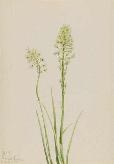 by Mary Vaux Walcott