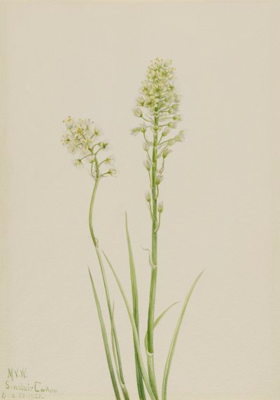 Ölüm Camas Zygadenus venenosus, 1923 by Mary Vaux Walcott